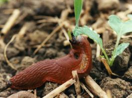 Eine Rote Wegschnecke tut sich an einer Rapspflanze gtlich.