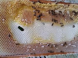 Wabe, die aus einer Paraffin-verfälschten Mittelwand entstanden ist. Paraffin ist weicher als Bienenwachs. Sobald die Bienen  anfangen, Honig in die Zellen einzulagern, reißt das Wabenwerk  ab und rutscht an den senkrecht gespannten Drähten  herunter. Die Lücken werden mit weißem Wildbau ausgefüllt.
