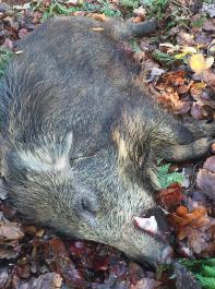 Seit 2013 werden in Baden-Württemberg im Rahmen eines flächendeckenden Monitorings erlegte Wildschweine auch auf die Afrikanische Schweinepest untersucht.