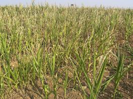 Ohne Wasser im Boden geht nichts, auch nicht bei der subtropischen Pflanze Mais. Die Aufnahme wurde Mitte August 2015 gemacht.