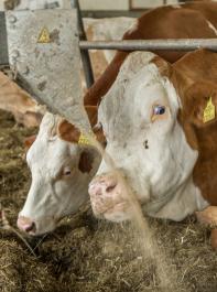 Je mehr Grünlandfutter und je weniger Kraftfutter  eine Kuh erhält, umso  besser schneidet sie  in der Lebensmitteleffizienz ab.  