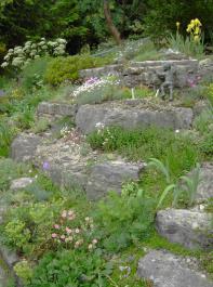 Die Kalksteinanlage mit Steinen und Schotter aus dem Neckartal im Garten von  Hans Götz beherbergt kalkliebende Pflanzen wie Diptam, Nieswurz-, Steinbrech- und Salbeiarten.