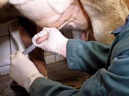 Hygiene ist beim Entnehmen der Milchprobe wichtig, damit im Labor auch wirklich Erreger aus dem Euter nachgewiesen werden.