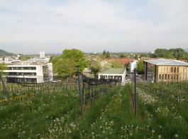 Grünes Zentrum für berufsständische Belange (v. r.): Das neue Haus der Bauern, der Badische Weinbauverband und das Staatliche Weinbauinstitut.