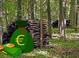 Mit dem neuen Förderprogramm „Klimaangepasstes Waldmanagement” will Bundeslandwirtschaftsminister Cem Özdemir den Wald „vom Patienten zum Klimaschützer” machen.