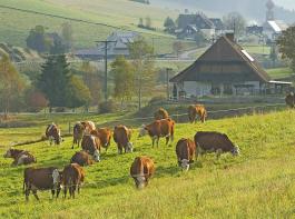Im Schwarzwald arbeiten ökologische und konventionelle Betriebe bei der Beschickung der Weiden oft zusammen. Das wird künftig schwieriger.