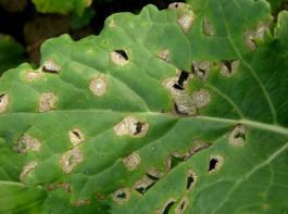 Bei Phomainfektionen erscheinen auf den Blttern der jungen Rapspflanzen zunchst gelbliche Flecken, die sich im Zentrum weigrau verfrben und viele winzig kleine schwarze Pnktchen haben.