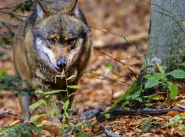 Vielfltige Informationen zum Wolf in Deutschland gibt es auf www.dbb-wolf.de.