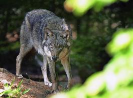 Das Aktionsbndnis Forum Natur (AFN) rief anlsslich der Aussagen von EU-Kommissionsprsidentin von der Leyen die Bundesregierung erneut dazu auf, rechtliche nderungen vorzunehmen, um zu einem aktiven Wolfsmanagement zu kommen.