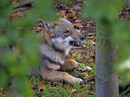 Laut offiziellen Statistiken gibt es derzeit in Deutschland 157 Wolfsrudel, 27 Paare und 19 .sesshafte Einzeltiere