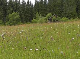 Die EU-Kommission will, dass Deutschland den Schutz bestimmter bltenreicher Wiesen, darunter insbesondere Flachland- und Berg-Mhwiesen (Bild), verstrkt.
