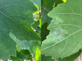 Blattinfektionen mit Oidium ähneln mitunter einem Befall mit Peronospora: gelbliche Verfärbung auf der Blattoberseite (links) und Pilzrasen auf der Unterseite (rechts).
