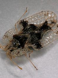 Die ausgewachsenen Eichennetzwanzen sind etwa drei bis vier Millimeter groß und haben ein ungewöhnliches Aussehen. 