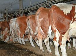 Nach Ansicht der EFSA ist ausreichend Platz zum Bewegen und Ausruhen ein wichtiger Faktor für das Wohlergehen von Milchkühen. 