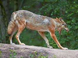2022 wurden in Deutschland   insgesamt 1136 Wolfsangriffe auf Nutztiere   registriert. Dabei wurden 4366 Tiere  gerissen, verletzt oder vermisst.