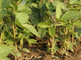 Fr den Anbau von Leguminosen – wie hier Sojabohnen – auf Vorrangflchen gibt es im Gesetz keine Restriktionen fr Pflanzenschutz oder Dngung. 