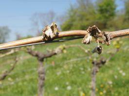 Rund 7000 Hektar der Weinbauflchen in Baden-Wrttemberg weisen starke Schden bis hin zu Totalschden auf.