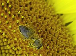 Artenschutz und Landwirtschaft müssen Hand in Hand gehen, betont die Landes-CDU. Das Volksbegehren Artenschutz „Rettet die Bienen” bewertet sie hierfür als 
nicht zielführend. 