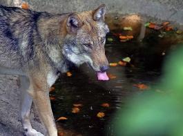 Umweltministerin Steffi Lemke hält es  gegenwärtig nicht für möglich, pauschal den guten Erhaltungszustand des Wolfs zu erklären.