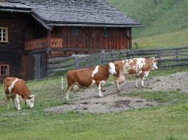 Die  „Kombihaltung” soll fr Betriebe mit hchstens 50 ber sechs Monate alten Rindern erlaubt bleiben.