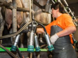 Die grten Rckgnge bei den Milchviehbetrieben verzeichneten im zu Ende gehenden Jahr Nordrhein-Westfalen und Baden-Wrttemberg. Dort stiegen jeweils gut neun Prozent der Milchviehhalter aus. 