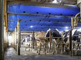 Bei der Mystic Valley Dairy sind fünf Luftschläuche
im vorderen Bereich des Warteraumes angebracht. 
