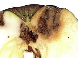Typischer Schaden durch den Apfelwickler, Carpocapsa pomonella
