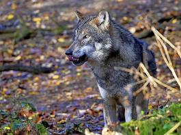Der Wolfsbestand in der EU wird auf 14000 Tiere geschtzt.