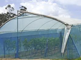 Reben unter Zelt werden bei Chaupi Estancia angebaut, als Schutz vor  Regen und Vgeln.