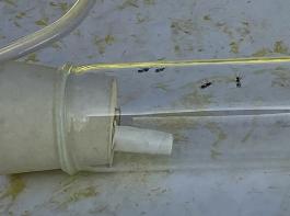 Bestimmte Schlupfwespen parasitieren den Rapsglanzkfer. Hier sind Exemplare im Labor in einem Reagenzglas zu sehen. 