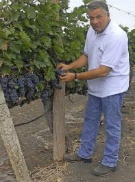 Pablo Taramelli, der Grnder des Weinguts Dos Hemisferios, in seinen Trauben nahe der Pazifikkste.