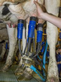 Die  durchschnittliche Nutzungsdauer der Milchkühe liegt bei  weniger als drei Laktationen.