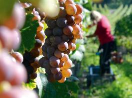 80 statt 90 Hektoliter empfiehlt der Badische Weinbauverband als Hektarhchstertrag.