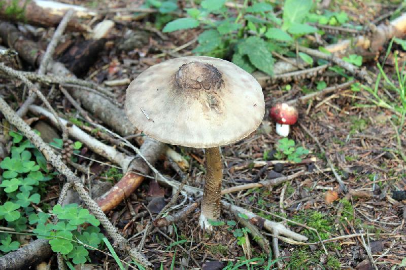 Pilze sammeln im Wald: Das müssen Waldbesucher jetzt wissen - Waldkunde - Fachthemen