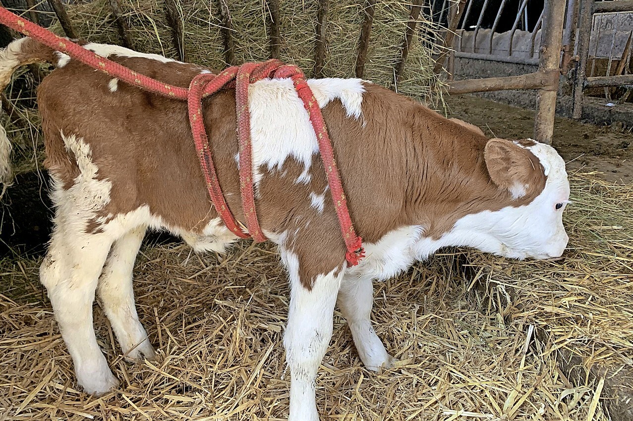 Madigan Squeeze Technik Bei K lbern Tierhaltung Badische Bauern 